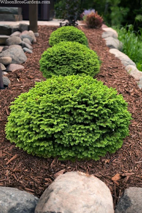 Little Gem Norway Spruce — Nursery Wholesalers Inc.